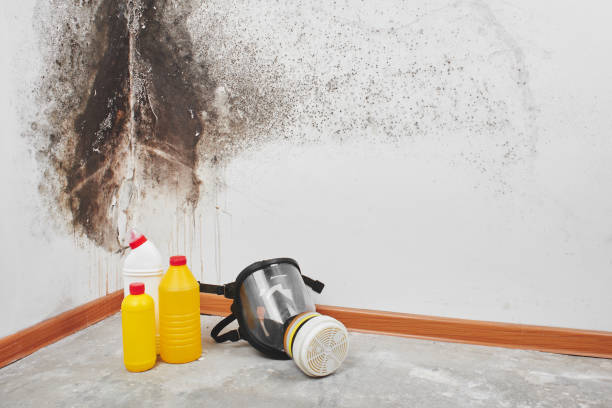 Trusted Joliet, IL Mold Removal Experts