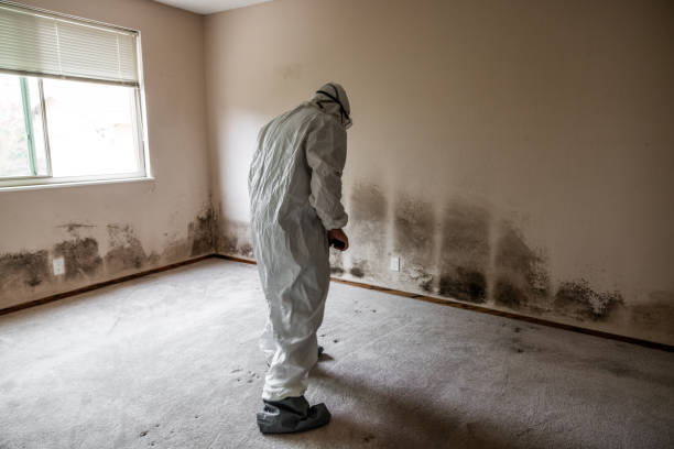 Best Attic Mold Removal  in Joliet, IL